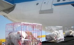 「寵物托運」寵物托運公司哪家好？（附狗狗托運收費標準）