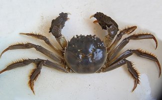 大閘蟹空運過來全死了？大閘蟹怎么空運存活率高？